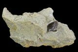Fossil Hadrosaur Tooth In Rock - Aguja Formation, Texas #116610-1